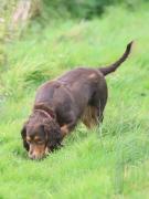 Image 3 in LILLY. MY COCKER SPANIEL.