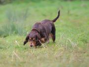 Image 4 in LILLY. MY COCKER SPANIEL.