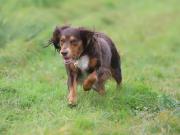 Image 5 in LILLY. MY COCKER SPANIEL.