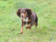 Image 6 in LILLY. MY COCKER SPANIEL.