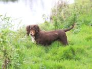 Image 7 in LILLY. MY COCKER SPANIEL.
