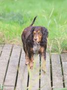 Image 8 in LILLY. MY COCKER SPANIEL.