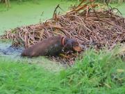 Image 9 in LILLY. MY COCKER SPANIEL.