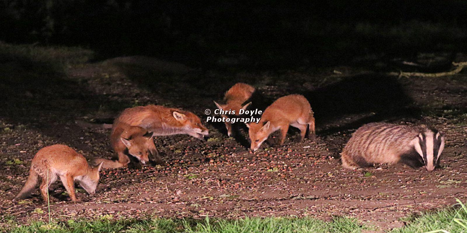 FOXES, CUBS AND BADGER.  11 MAY 2026