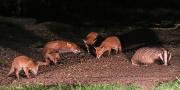 Image 1 in FOXES, CUBS AND BADGER.  11 MAY 2026