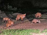 Image 10 in FOXES, CUBS AND BADGER.  11 MAY 2026