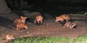 Image 11 in FOXES, CUBS AND BADGER.  11 MAY 2026