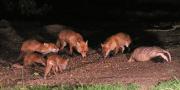 Image 12 in FOXES, CUBS AND BADGER.  11 MAY 2026