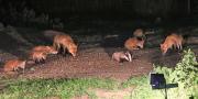 Image 13 in FOXES, CUBS AND BADGER.  11 MAY 2026