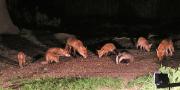 Image 14 in FOXES, CUBS AND BADGER.  11 MAY 2026