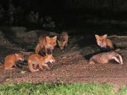 Image 15 in FOXES, CUBS AND BADGER.  11 MAY 2026