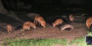 Image 16 in FOXES, CUBS AND BADGER.  11 MAY 2026