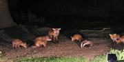 Image 17 in FOXES, CUBS AND BADGER.  11 MAY 2026