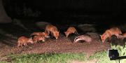 Image 18 in FOXES, CUBS AND BADGER.  11 MAY 2026