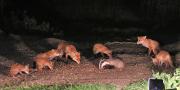 Image 19 in FOXES, CUBS AND BADGER.  11 MAY 2026