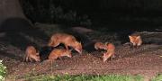 Image 2 in FOXES, CUBS AND BADGER.  11 MAY 2026
