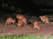Image 20 in FOXES, CUBS AND BADGER.  11 MAY 2026