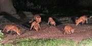 Image 3 in FOXES, CUBS AND BADGER.  11 MAY 2026