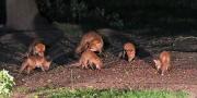 Image 4 in FOXES, CUBS AND BADGER.  11 MAY 2026