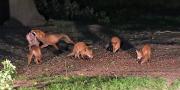 Image 5 in FOXES, CUBS AND BADGER.  11 MAY 2026