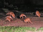 Image 6 in FOXES, CUBS AND BADGER.  11 MAY 2026