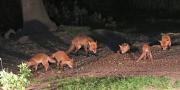 Image 7 in FOXES, CUBS AND BADGER.  11 MAY 2026