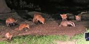 Image 8 in FOXES, CUBS AND BADGER.  11 MAY 2026