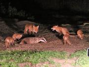 Image 9 in FOXES, CUBS AND BADGER.  11 MAY 2026
