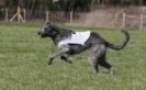 Image 10 in B.S.F.A   MARCH    2012 BORZOI  GREYHOUND  DEERHOUND   AND OTHERS