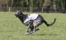 Image 11 in B.S.F.A MARCH 2012 BORZOI GREYHOUND DEERHOUND AND OTHERS