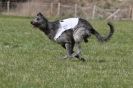 Image 12 in B.S.F.A MARCH 2012 BORZOI GREYHOUND DEERHOUND AND OTHERS
