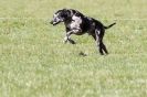 Image 16 in B.S.F.A   MARCH    2012 BORZOI  GREYHOUND  DEERHOUND   AND OTHERS