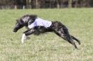 Image 2 in B.S.F.A   MARCH    2012 BORZOI  GREYHOUND  DEERHOUND   AND OTHERS