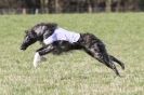Image 2 in B.S.F.A MARCH 2012 BORZOI GREYHOUND DEERHOUND AND OTHERS