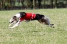 Image 3 in B.S.F.A   MARCH    2012 BORZOI  GREYHOUND  DEERHOUND   AND OTHERS