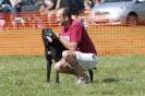 Image 4 in B.S.F.A MARCH 2012 BORZOI GREYHOUND DEERHOUND AND OTHERS