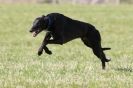 Image 6 in B.S.F.A MARCH 2012 BORZOI GREYHOUND DEERHOUND AND OTHERS