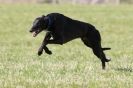 Image 6 in B.S.F.A   MARCH    2012 BORZOI  GREYHOUND  DEERHOUND   AND OTHERS