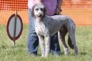 Image 7 in B.S.F.A MARCH 2012 BORZOI GREYHOUND DEERHOUND AND OTHERS