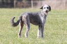 Image 8 in B.S.F.A MARCH 2012 BORZOI GREYHOUND DEERHOUND AND OTHERS