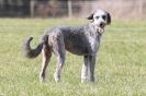 Image 8 in B.S.F.A   MARCH    2012 BORZOI  GREYHOUND  DEERHOUND   AND OTHERS