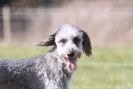 Image 9 in B.S.F.A MARCH 2012 BORZOI GREYHOUND DEERHOUND AND OTHERS