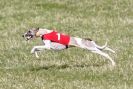 Image 2 in B. S .F .A MARCH 2012 THE WHIPPETS.