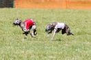 Image 22 in B. S .F .A MARCH 2012 THE WHIPPETS.