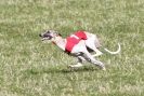 Image 3 in B. S .F .A MARCH 2012 THE WHIPPETS.