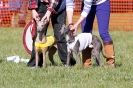 Image 31 in B. S .F .A MARCH 2012 THE WHIPPETS.