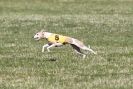Image 4 in B. S .F .A MARCH 2012 THE WHIPPETS.