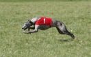 Image 41 in B. S .F .A MARCH 2012 THE WHIPPETS.