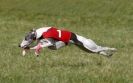 Image 45 in B. S .F .A MARCH 2012 THE WHIPPETS.