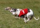 Image 46 in B. S .F .A MARCH 2012 THE WHIPPETS.